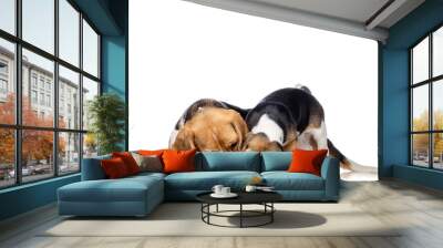 Beautiful beagle family isolated on white Wall mural