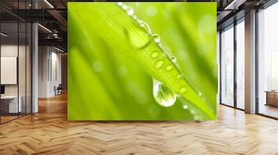 Close-up shot of green grass with rain drops on it Wall mural