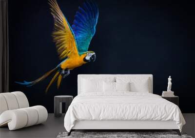 Colourful flying Ara on a dark background Wall mural