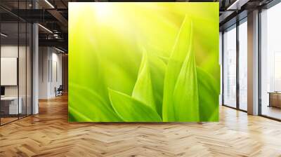 Fresh green grass (shallow DoF) Wall mural