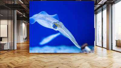 Squid swimming in an aquarium Wall mural