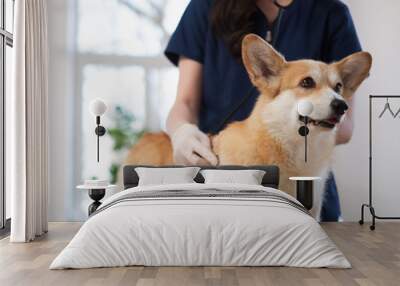 Veterinary surgeon and corgi dog at vet clinic Wall mural