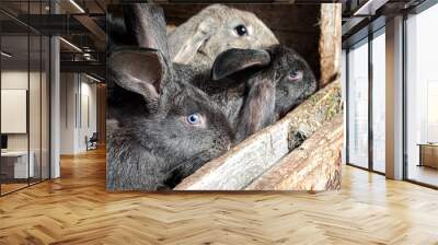 Mother rabbit with newborn bunnies Wall mural