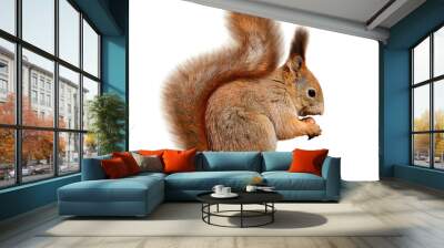 Eurasian red squirrel in front of a white background Wall mural