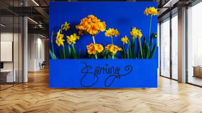 English Calligraphy Spring. Yellow Beautiful Spring Flowers Like Narcissus. Blue Wooden Background Wall mural