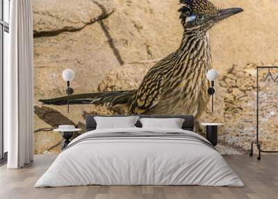 Roadrunner in Desert of Arizona Wall mural