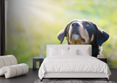 Black brown dog, mixed-breed, canis lupus familiaris, sitting under sun, against isolated background Wall mural