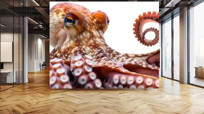 Octopus isolated on transparent background. Ocean sea underwater aquatic marine wildlife squid fish creature with tentacles. Mediterranean aquarium monster Wall mural