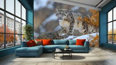 Snow leopard, a wildlife winter wonder, in nature mountain habitat, as a big predator and hunter, featuring a large carnivore animal, with a cat's fur and feline features Wall mural