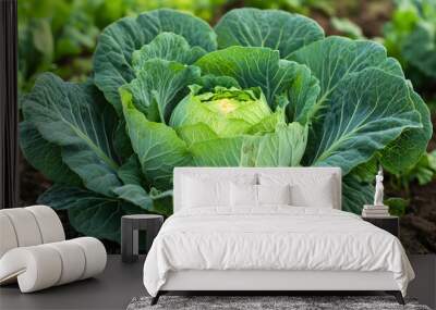 Vibrant cabbage heads dot vast field across farm landscape showing agriculture bounty with food green plant vegetable organic growth patterns, featuring fresh natural healthy rural harvesting Wall mural