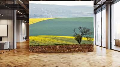 Lone tree in hills. Green and Yellow spring fields of Czech Mora Wall mural