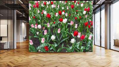 colourful tulips flowers season garden Wall mural