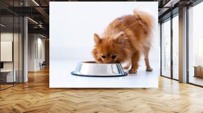 Cute lovely dog licking water from a bowl placed on the living room floor at home. Wall mural