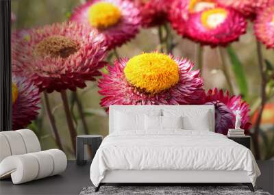 close up of pink daisy flowers. Wall mural