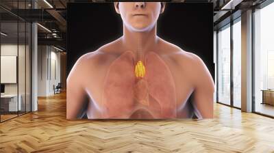 Human Thymus Anatomy Illustration. 3D render Wall mural