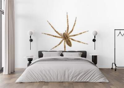 Brown spider on a white background Wall mural