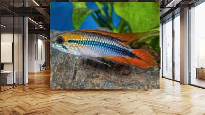 Cichlid fish Apistogramma agassizii in a aquarium Wall mural