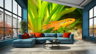 Killifish Wall mural