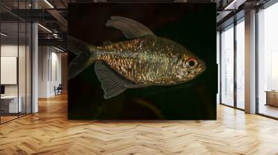 Portrait of tetra fish (Moenkhausia pittieri) in aquarium Wall mural