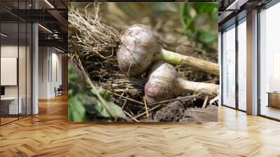 Fresh organic garlic bulbs harvested from a vegetable garden Wall mural