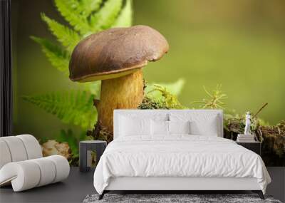 Wild Boletus badius mushroom growing on moss covered stump Wall mural