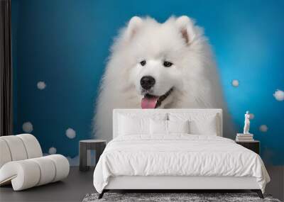 Cute Samoyed dog on blue color background Wall mural