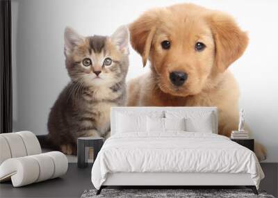 Friendship of puppy and kitten - golden retriever puppy and kitten cuddling Wall mural