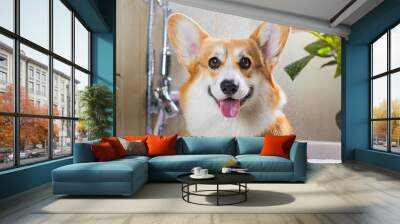 Funny portrait of a welsh corgi pembroke dog showering with shampoo. Dog taking a bubble bath in grooming salon Wall mural