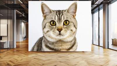 Portrait of a pretty silver tabby british shorthair cat looking at the camera isolated on a white background Wall mural