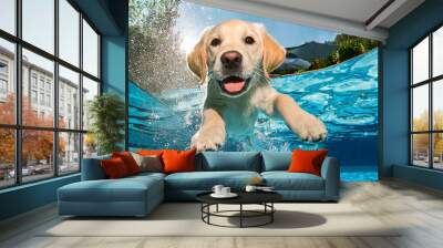 Underwater funny photo of golden labrador retriever puppy in swimming pool play with fun - jumping, diving deep down. Actions, training games with family pets and popular dog breeds on summer vacation Wall mural