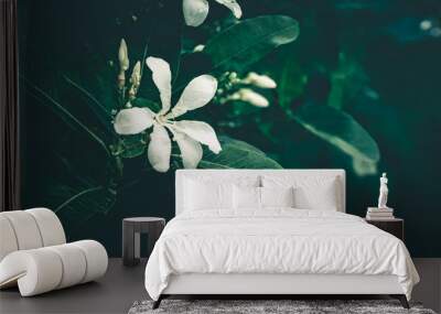 white flower and green tropical leaves beautiful alley and ornamental plants on green Wall mural