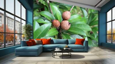 sapodilla Wall mural