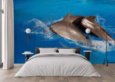 Two grey dolphins swimming in a blue water Wall mural