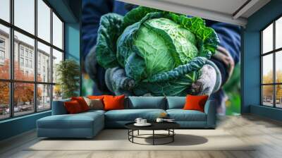 Close-up of hands holding a large cabbage, accentuating the beauty of eco-friendly farming, organic vegetables, and the nourishment derived from homegrown produce. Wall mural