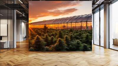 Growing medical cannabis on an industrial scale. Marijuana in a greenhouse and under the sun's rays. Concept: Legalization and licensing of drugs
 Wall mural