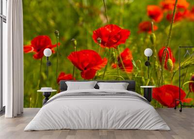 Spring spirit at red field of poppies and beautiful nature, countryside, closeup Wall mural