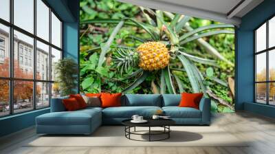 Beautiful wild fruit pineapple growing in the jungle Wall mural