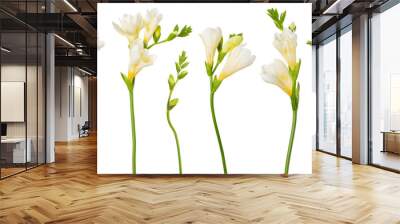 Freesia white flowers set twigs with buds in bloom isolated on white background Wall mural