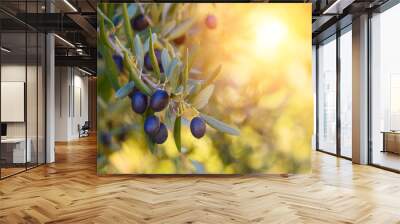 Olive trees farm. Olive branch with ripe fresh olives ready for harvest. Wall mural