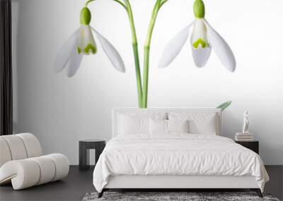 Spring snowdrops, blooming and fresh, isolated on white background. Wall mural