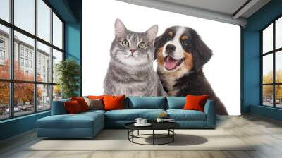 Adorable cat and dog on white background. Cute friends Wall mural