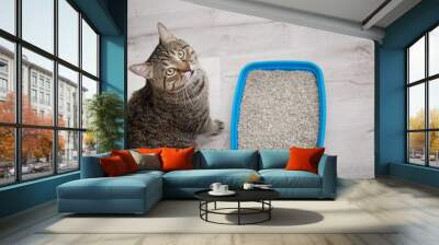 Adorable cat near litter tray indoors. Pet care Wall mural