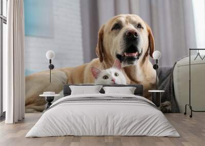 Adorable dog and cat together on sofa indoors. Friends forever Wall mural