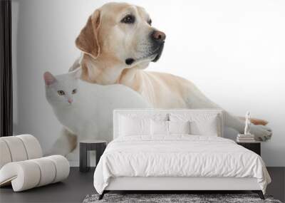 Adorable dog and cat together on white background. Friends forever Wall mural