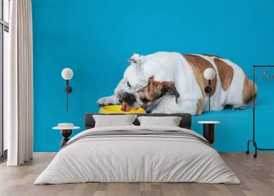 Adorable funny English bulldog with feeding bowl on light blue background Wall mural