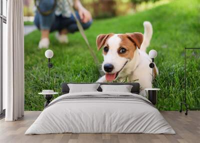 Adorable Jack Russell Terrier dog on green grass outdoors Wall mural