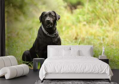 Adorable Labrador Retriever dog sitting on green grass outdoors. Space for text Wall mural