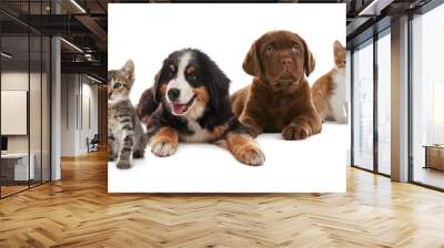 Adorable little kittens and puppies on white background Wall mural