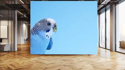 Beautiful bright parrot on light blue background, space for text. Exotic pet Wall mural