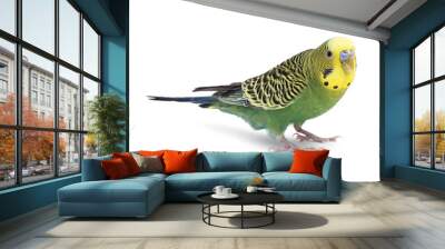 Beautiful bright parrot on white background. Exotic pet Wall mural